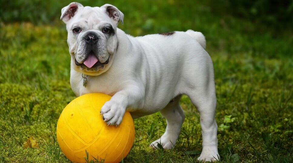 dog with ball