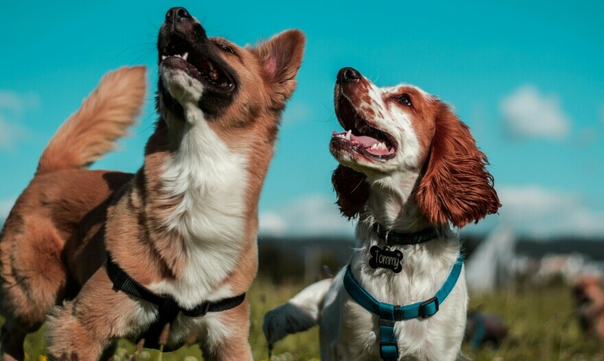 Happy dogs in harnesses