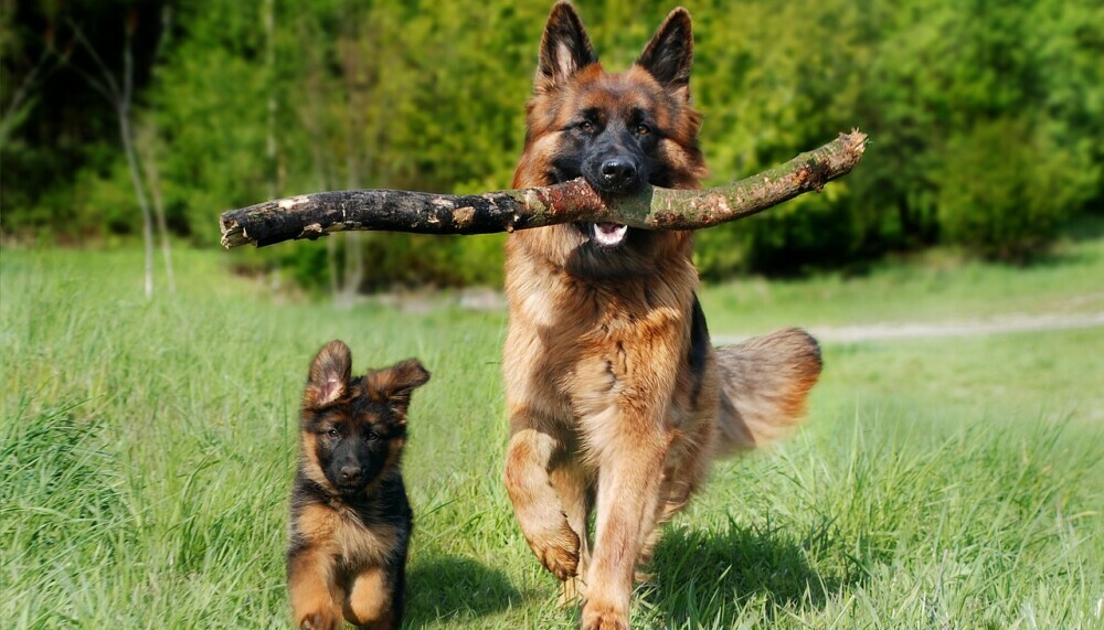 large dog with stick