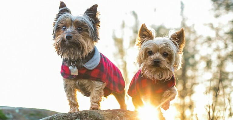 small dogs in clothes