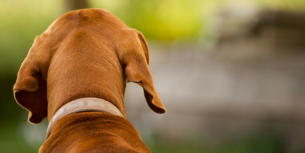 Dog in a collar looking ahead 