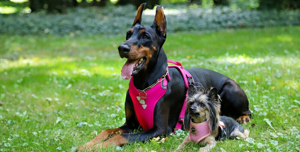 Two dogs in pink harnesses on grass